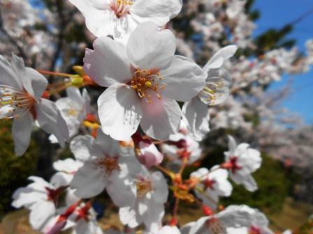 桜のアップ