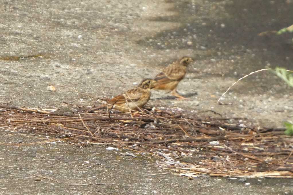 515
