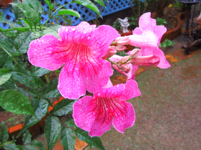 IMG_7754.JPG