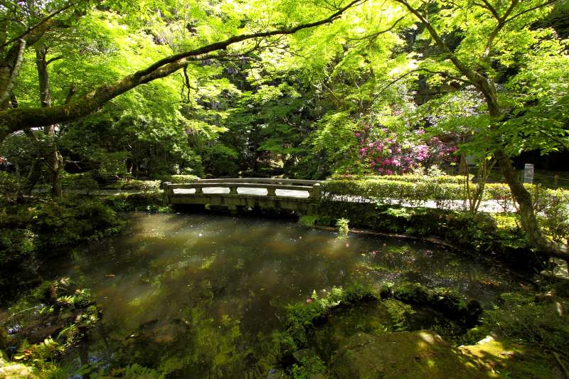 法然院_005境内の池と新緑.jpg