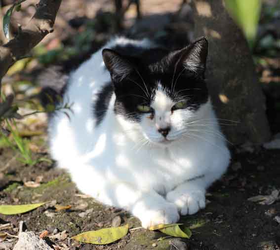 我が家のニャンコ♪2013/11/14-2