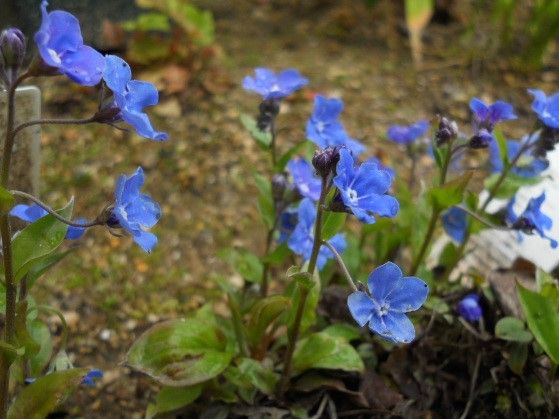 青い小さなお花と 四季のお花たちとの暮らし 楽天ブログ