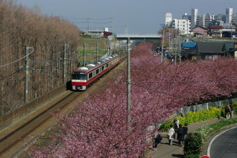 河津桜