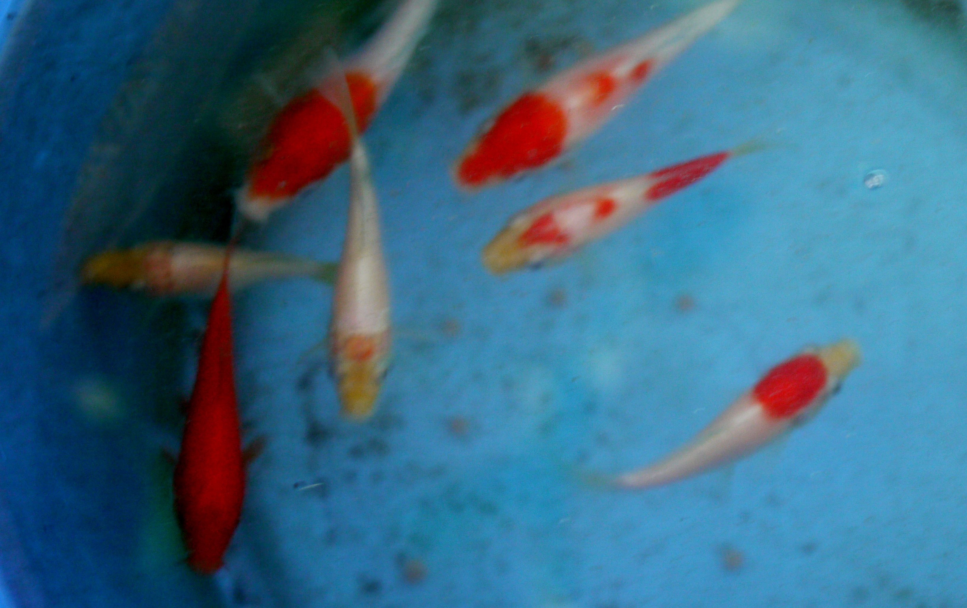 鯉の稚魚 春の小川の花鳥日記 楽天ブログ 鯉の稚魚 春の小川の花鳥日記 楽天ブログ