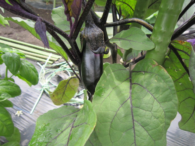 20120617茄子.jpg
