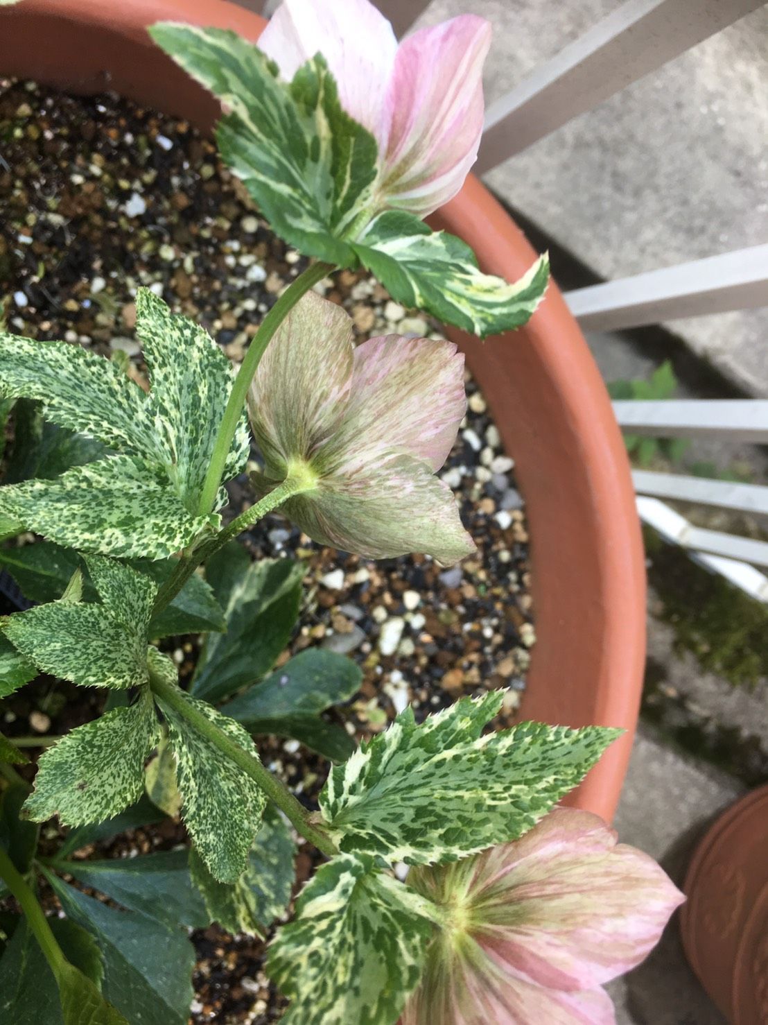 クリスマスローズ 斑入りの可能性 クリスマスローズと猫 楽天ブログ