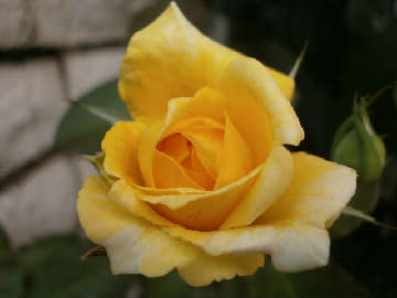 new_P8221697黄色いバラ