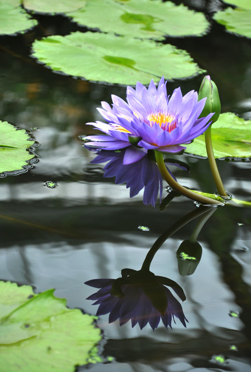 睡蓮の花