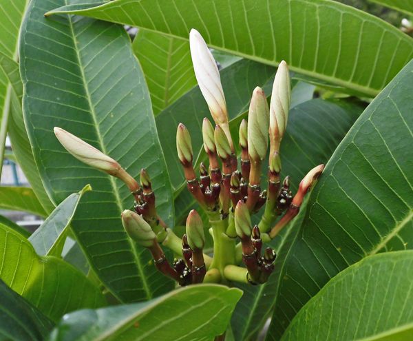 バンブーハウス 沖縄 熱帯花木 プルメリア(こと印度素馨 インドソケイ