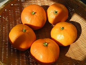 DSCN1313みかん.JPG