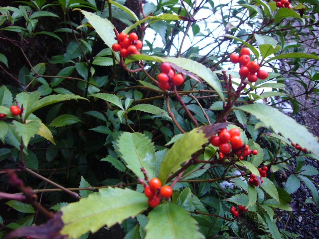 P1170393-.jpg