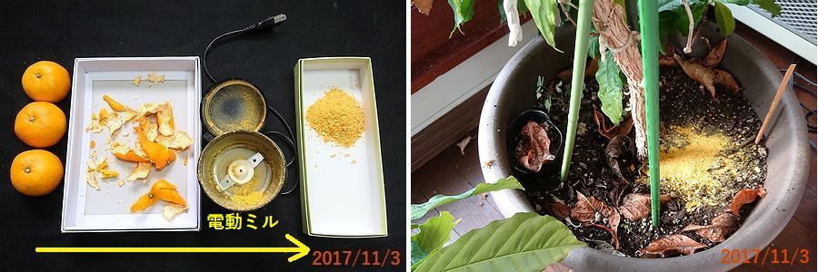 １１／３根元に撒いた.jpg