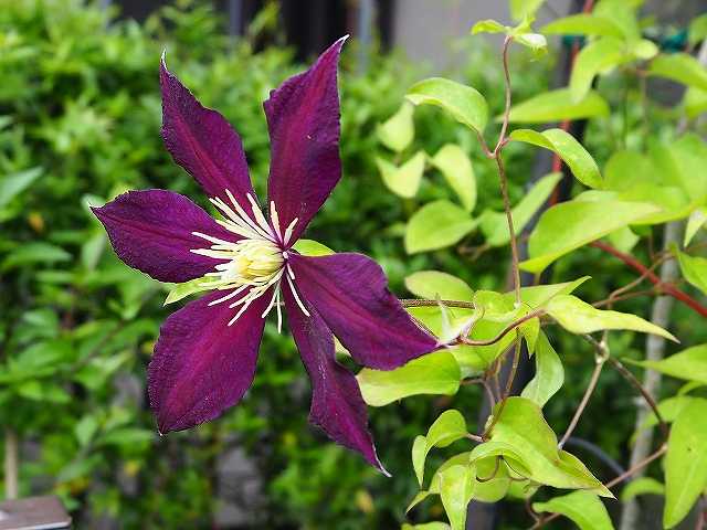 クレマチス開花９番手はロウグチ １０番手はミケリテ プチ美々屋の日記帳 楽天ブログ