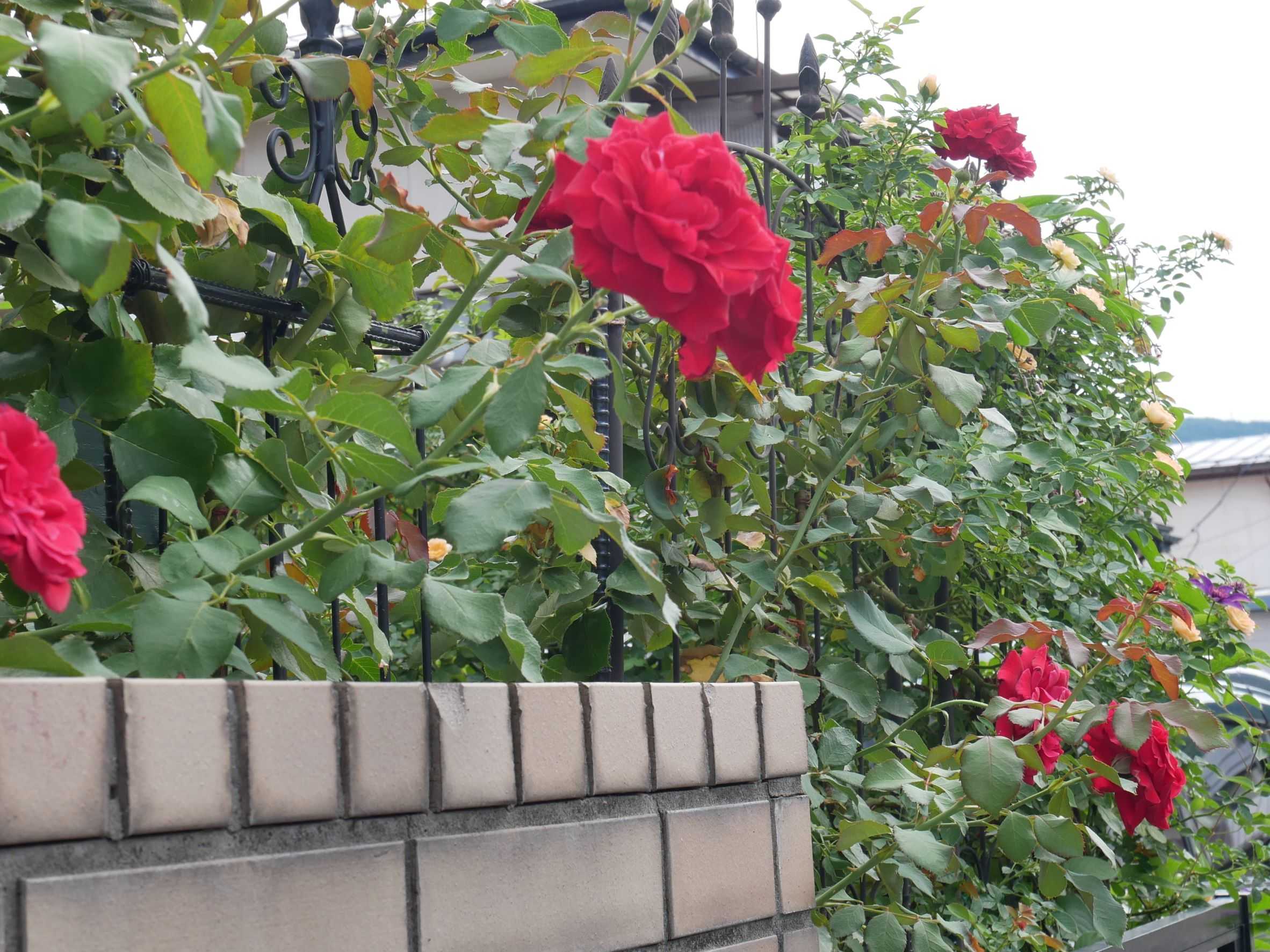 雨の合間に消毒を バラ色のミニガーデン 楽天ブログ