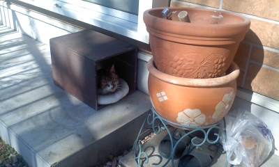 ぼろねこ.jpg