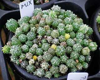 サボテンスーパー兜ハイブリッド　アロータイプ 実生苗 アストロフィツム スーパー兜 Vタイプ アロータイプ Astrophytum