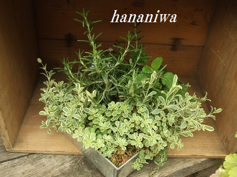 ハーブとミニグリーンの寄せ植え１２０４０７.JPG