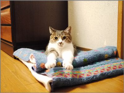 ポケ～