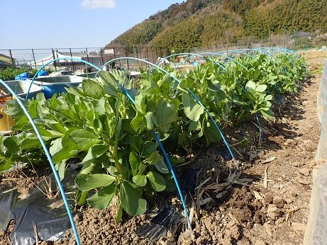 ソラマメ整枝と支柱立て 葉山農園 2月下旬 暇人主婦の家庭菜園 楽天ブログ