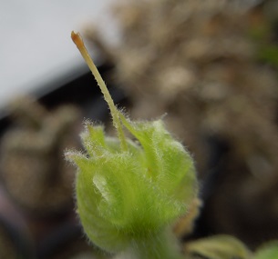 パキポ種4-18ｰ2