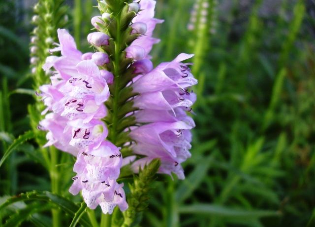 角虎の尾の花 花と蕎麦とリハビリと 楽天ブログ