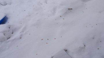 竜巻の後120201