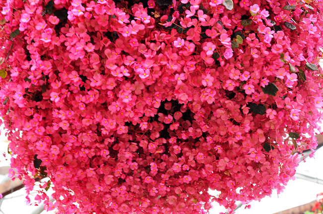 花７