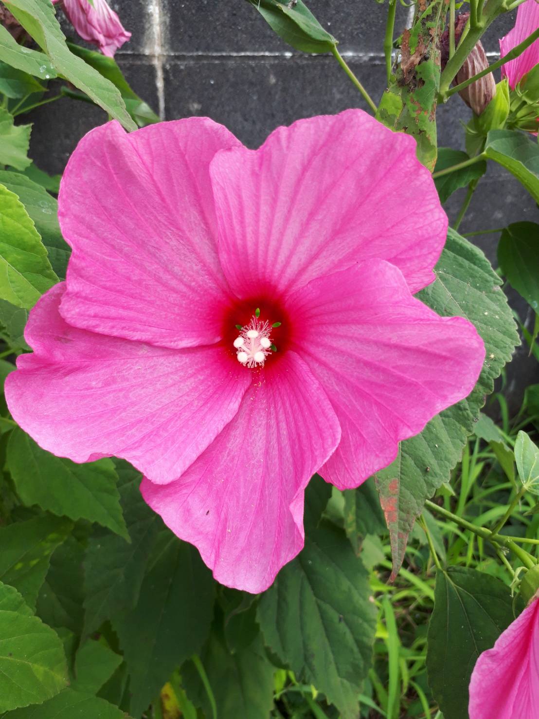 アメリカフヨウ 花の写真 楽天ブログ