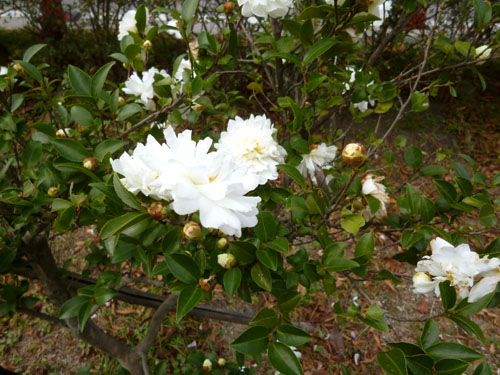 山茶花白.jpg