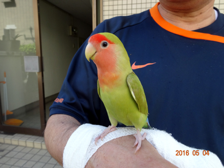 インコ.jpg