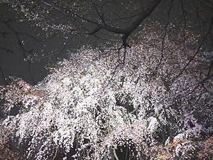 夜桜