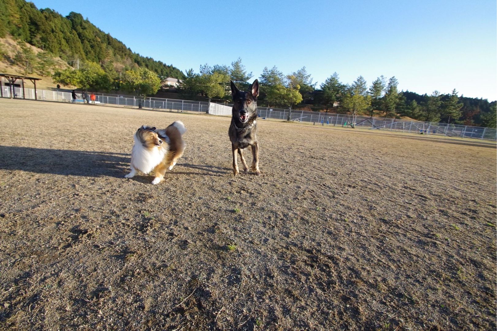 犬遊び ジャーマンシェパードninjaとeinとの暮らし 楽天ブログ