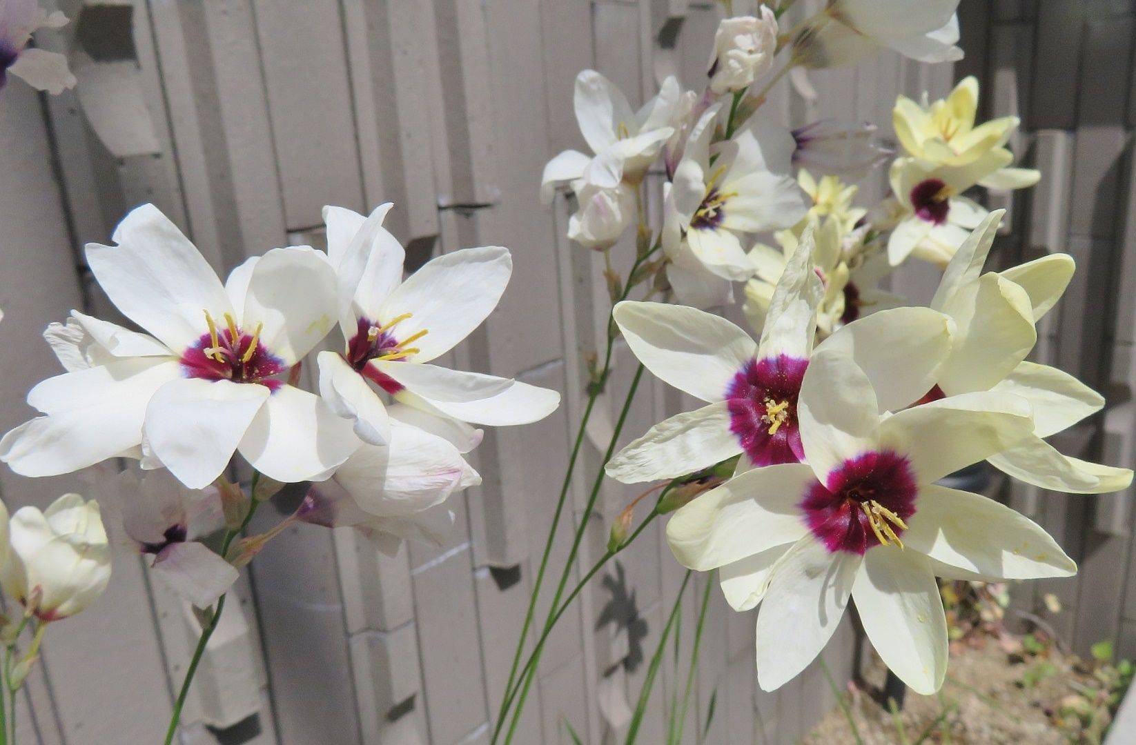 不安は続く 花はホメリア イキシア バビアナ だい のひとりごと 楽天ブログ
