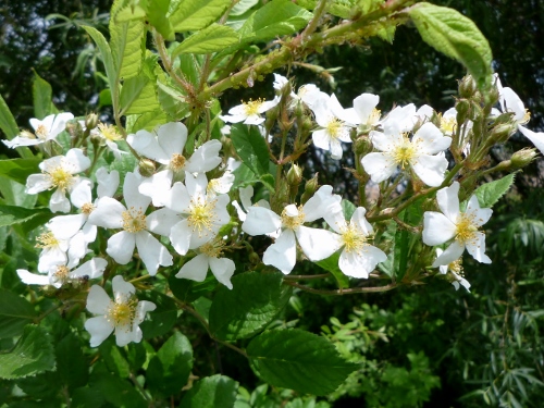 P1150173 (500x375).jpg