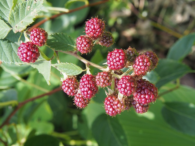 P7100039.jpg
