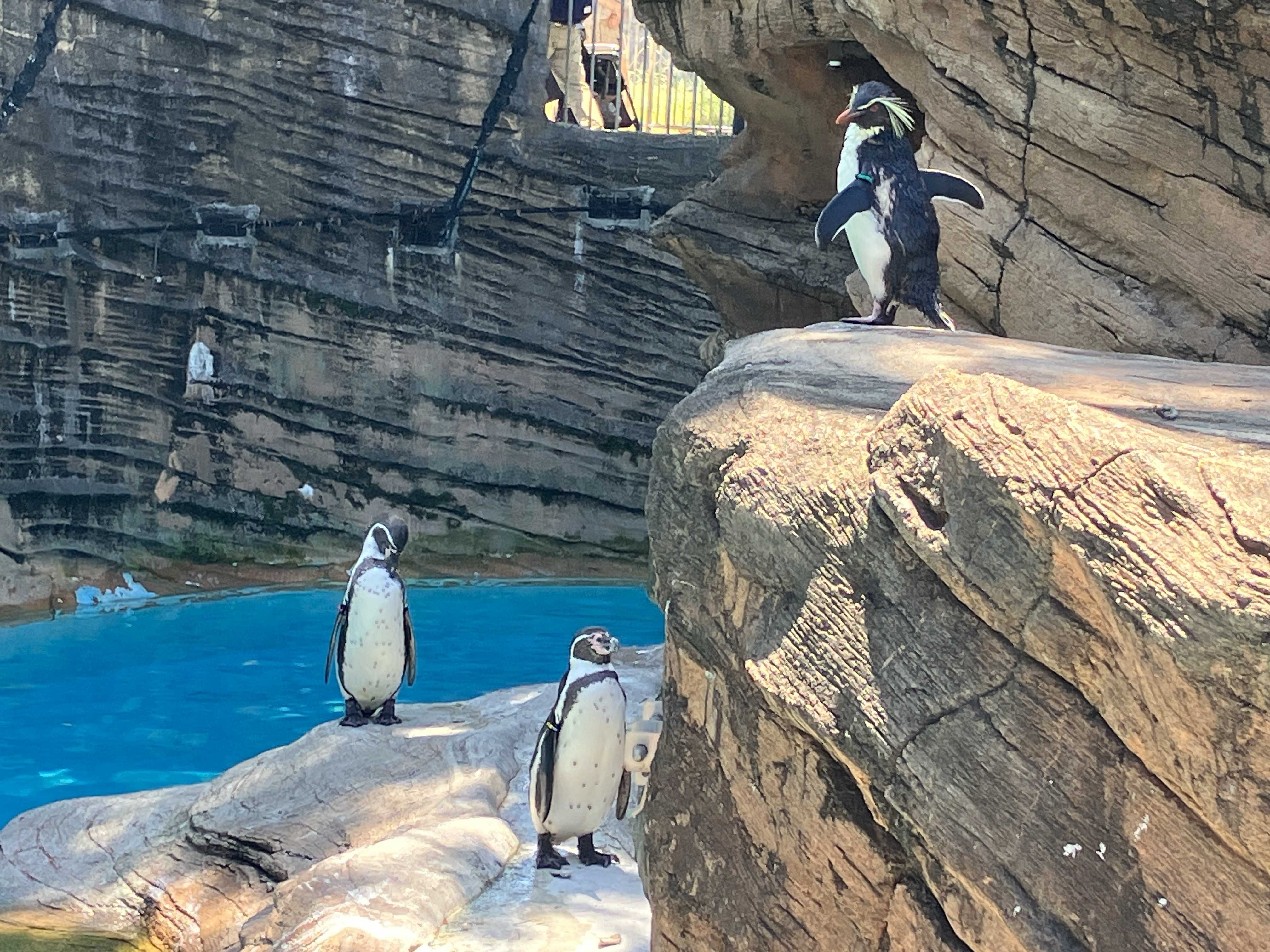 ペンギン舎観覧制限解除してた キタイワトビペンギンちゃん達 | 今日は