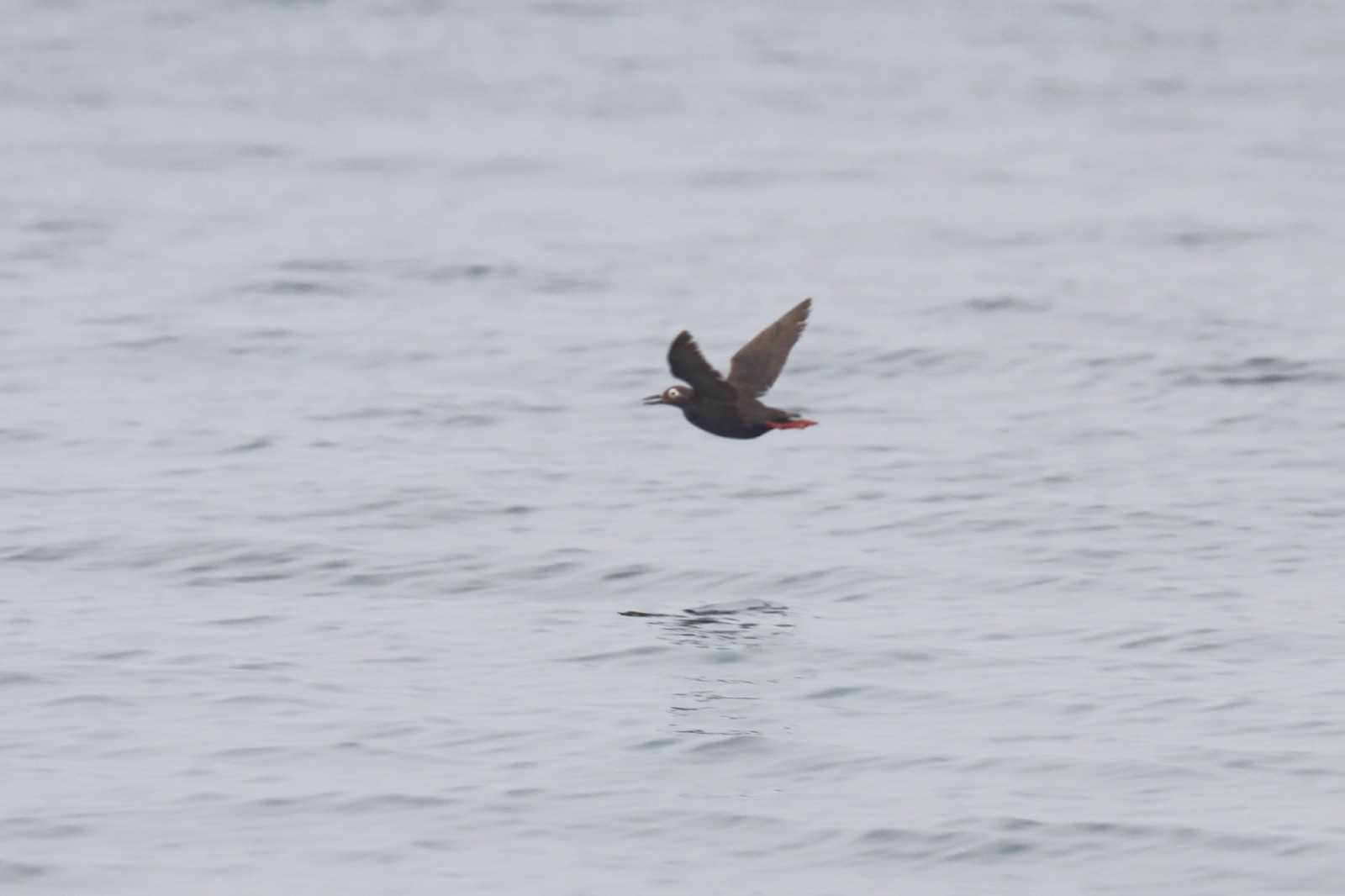 野生生物との出会い:野鳥（北海道道東） | ぶらぶら自然散歩2 - 楽天ブログ