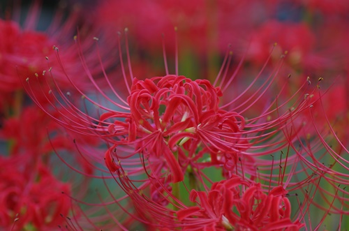 西方寺の彼岸花