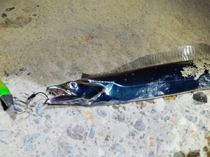 タチウオ