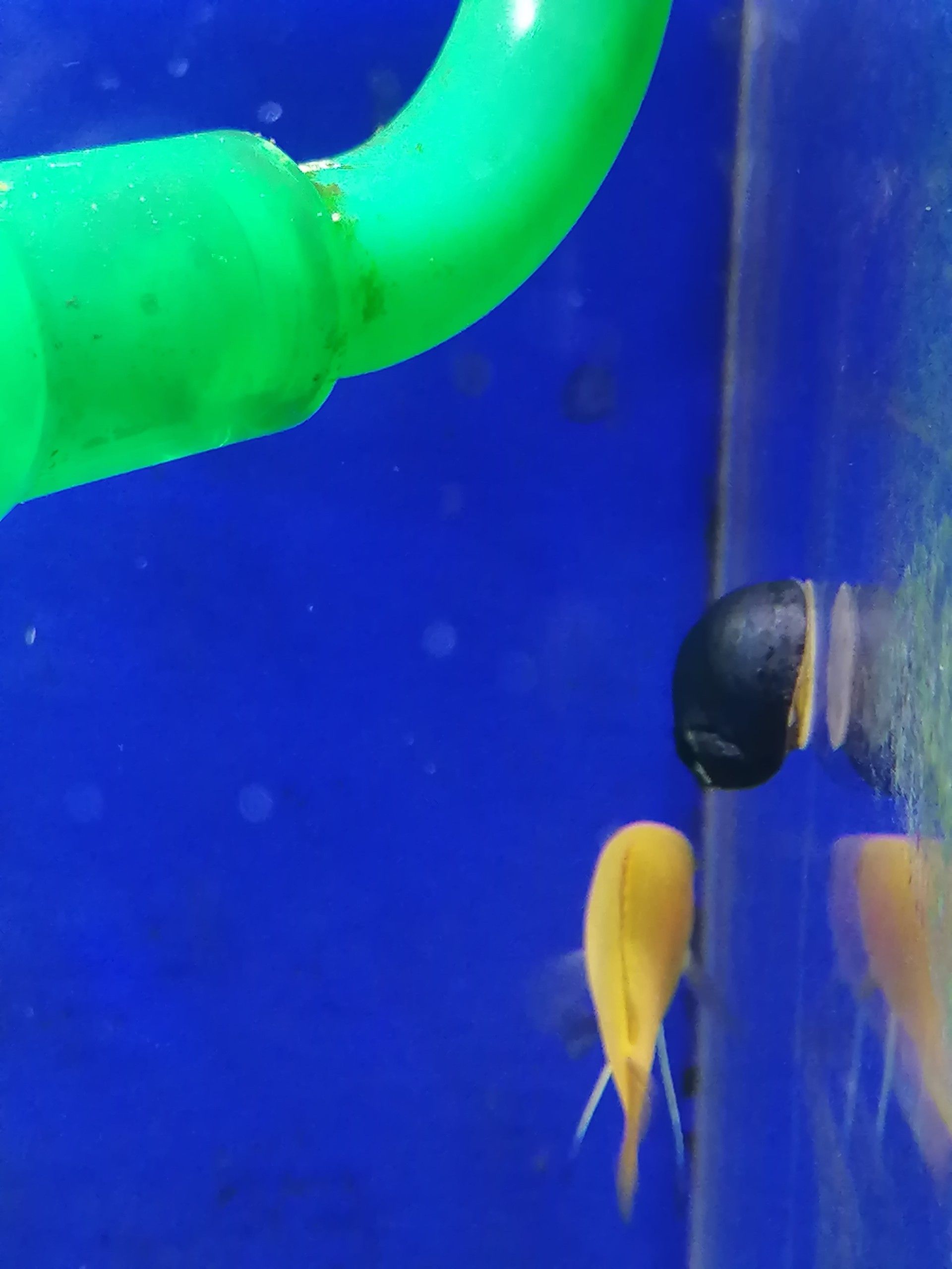 趣味 ハレグ のブログ 楽天ブログ