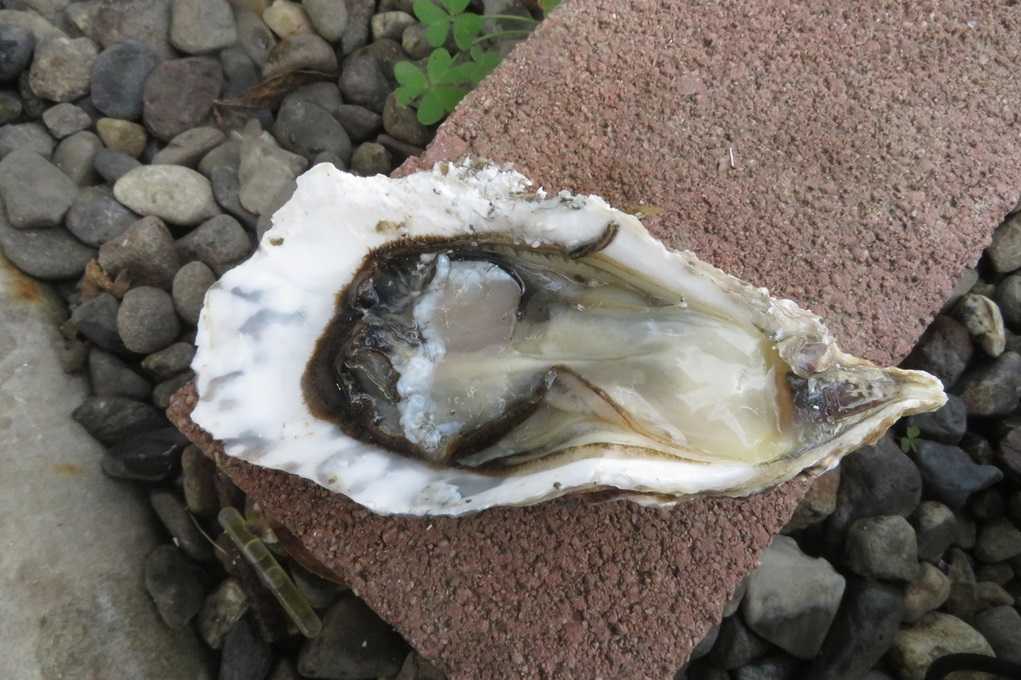 515