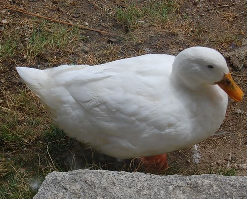 DSC_0309.JPG