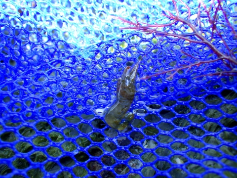 串本磯採集17年4月中旬 甲殻類の採集 海水魚が好き 楽天ブログ