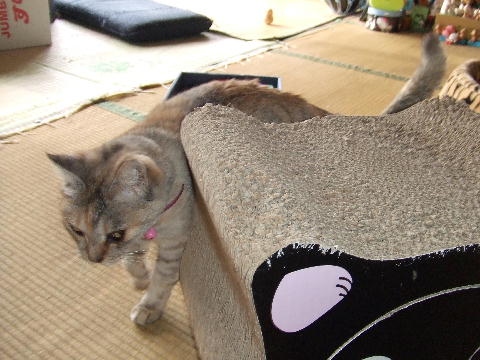 猫３.JPG