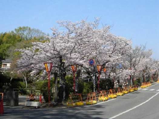 加古川市日岡山公園 加東市播磨中央公園の桜紹介 セッコク花工房 八竜園 楽天ブログ