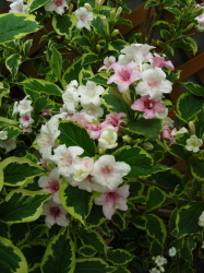 06-09花たち (1).JPG