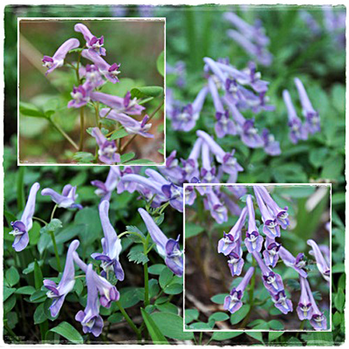 花２枚