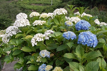 s-DSC_0342.jpg