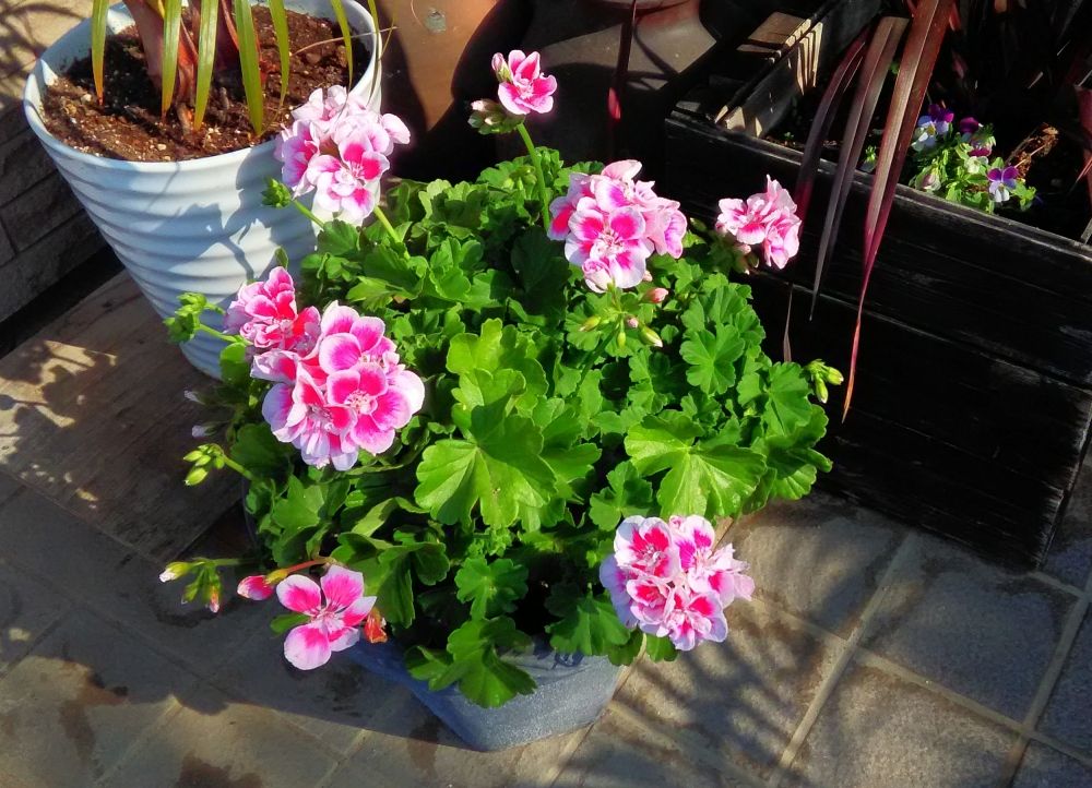 ゼラニウム コレクション Miraiの庭 つれづれに 楽天ブログ
