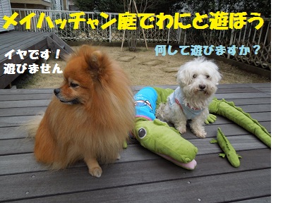わにとあそぼう